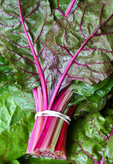 Swiss Chard