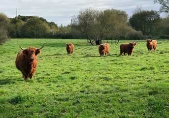 Poster - Highland Cattle