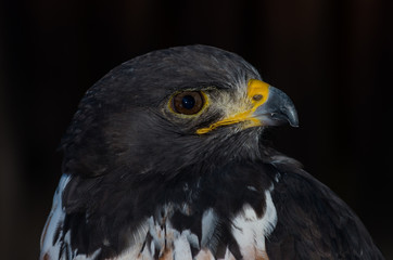 Jackal Buzzard portrait of face against black back drop