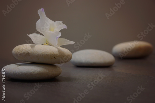 Zdjęcie XXL Biały kwiat leży na stosie kamieni