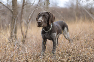 Drathaar, Hunting dog, German Piggy Dog