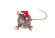 Rat In A New Year's Hat On White Background
