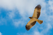 Flying Booted Eagle, taken from below, with outstretched wings