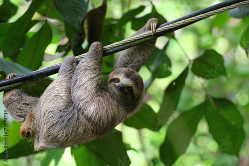 Fotomural Young Brown-throated Sloth (Bradypus Variegatus) hanging on a cable, Costa Rica