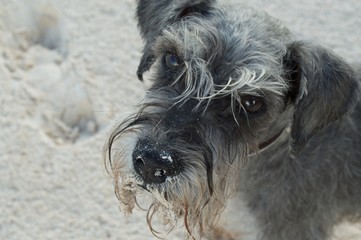 PERRO EN PLAYA