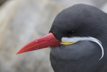 Inca Tern Portrait