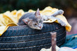 Cat resting on disused car tyre in the Peloponnese, Greece.
