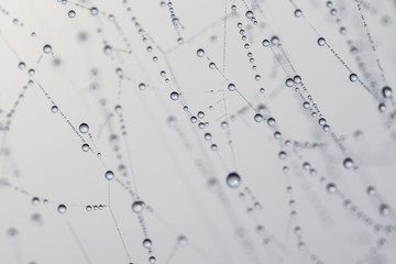 Morning spider net with lots of dew drops on it