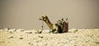 lone camel rests in the area of the Giza Pyramids in Cairo