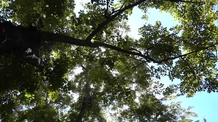 Wall Mural - Green leaves tree grows big branches, Looking up view