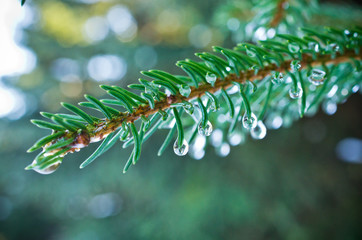 Poster - Branch of green spruce