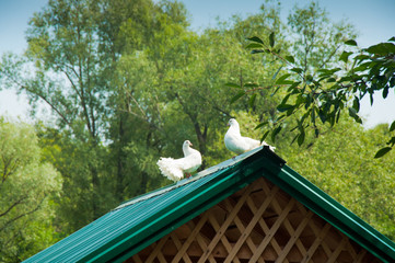 two white loving doves with fluffy tails sitting on green roof