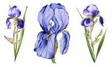 Iris Flower. Isolated On White Background. 