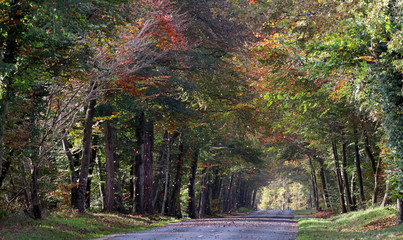 Canvas Print - route forestière en automne