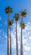 Palm Trees In Sunny Sky.