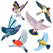 Six flying birds / There are goldfinch, swallow, waxwing, pigeon, bullfinch and titmouse
