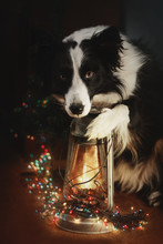 Border Collie Dog With A Lamp A New Year's Portrait