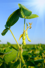 Soybean pods with beans on a green field. Sunny day.