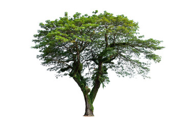 big tree isolated on white background.