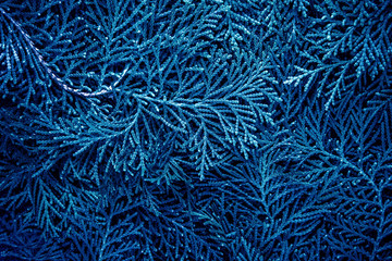 Wall Mural - fresh blue pine leaves , oriental arborvitae, thuja orientalis (also known as platycladus orientalis