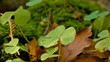 Oxalis wood sorrel giant clover edible macro plant McKenzie River Valley Oregon 13