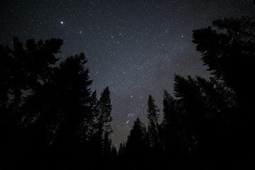 dark sky forest and stars on mt. hood 5