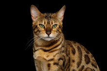 Portrait Of Angry Gold Bengal Cat Gazing On Isolated Black Background, Front View