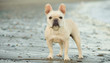 Cream French Bulldog standing on wet beach