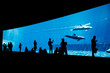 People watching dolphins in blue aquarium