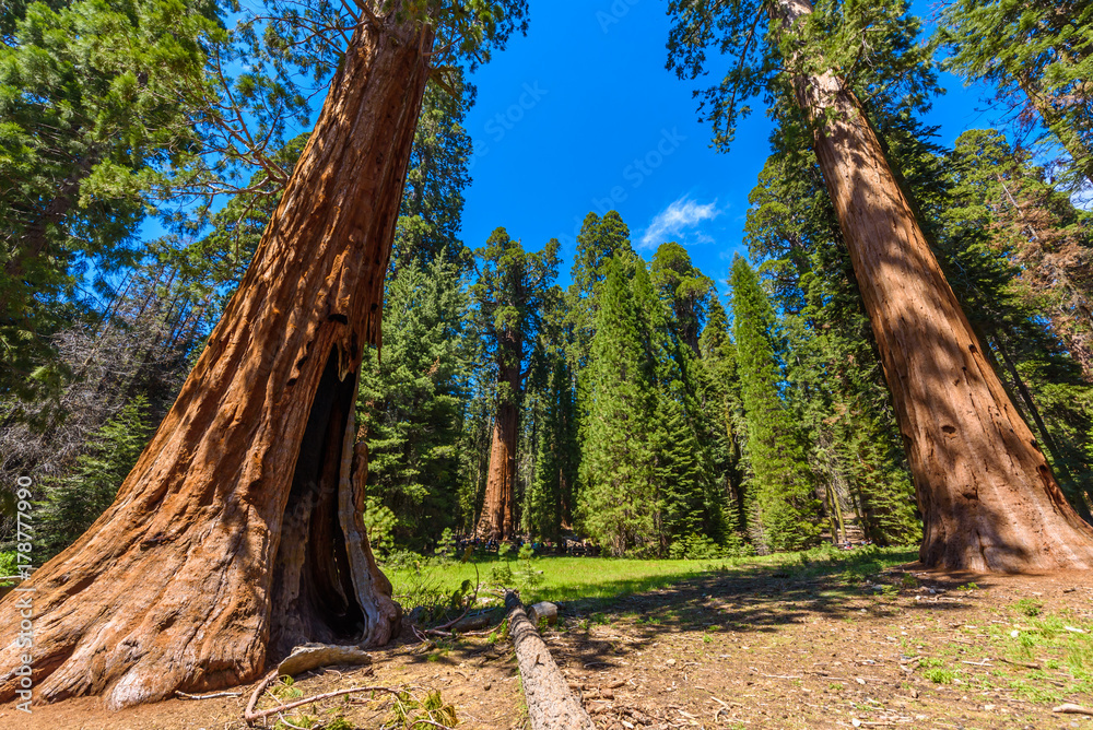 Giant sequoia forest - the largest trees on Earth in Sequoia National Park, California, USA