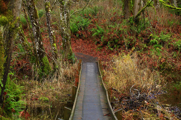 Wall Mural - a picture of an Pacific Northwest forest trail