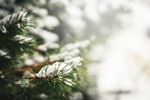 Christmas Evergreen Fir-tree Branches With Fresh Natural Snow. Winter Frost Background