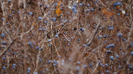 forest berries