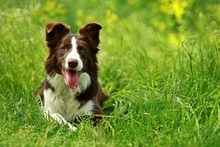 Happy Brown And White Border Collie Dog With Her Tongue Out Lying Down In Green Grass With Blurry Background