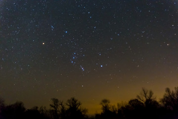 orion constellation above a night forest