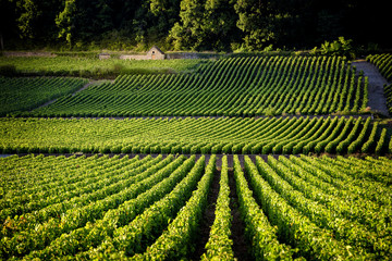 Wall Mural - Vineyards in Savigny les Beaune, near Beaune, Burgundy, France