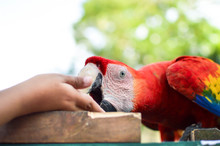 Close Up Of The Macaw Parrot Eating Peanuts From The Hand At The Archaeological Site Of Copan Ruins In Western Honduras. Central America