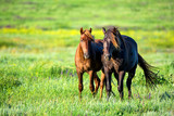 Fototapeta Konie - Pair of wild horses grazing on summer meadow