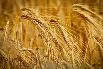 Golden summer crop