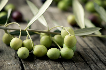 Canvas Print - arbequina olives from Spain