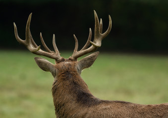 Wall Mural - Beautiful stag with great antlers on green meadow