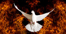 White Dove As A Symbol Of Hope Departs From The Flame