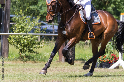 Springpferd – kaufen Sie dieses Foto und finden Sie ähnliche Bilder auf
