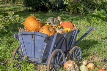 thanksgiving - pumpkin - it's autumn