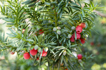 Taxus Baccata European Yew Is Conifer Shrub With Poisonous And Bitter Red Ripened Berry Fruits