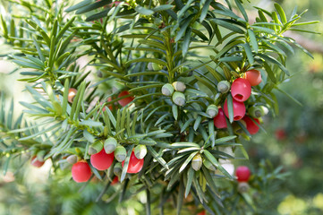 Wall Mural - Taxus baccata European yew is conifer shrub with poisonous and bitter red ripened berry fruits