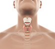 Human Thyroid Gland Anatomy Illustration