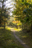 Fototapeta Krajobraz - trail in the forest