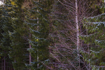 Wall Mural - Coniferous forest in winter