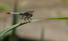 Widow Skimmer Dragonfly, (Libellula Luctuosa), On Blade Of Grass.